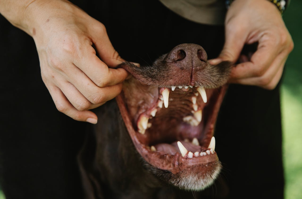 Guide to Dental Care for Pets - It's More Than Just Fresh Breath