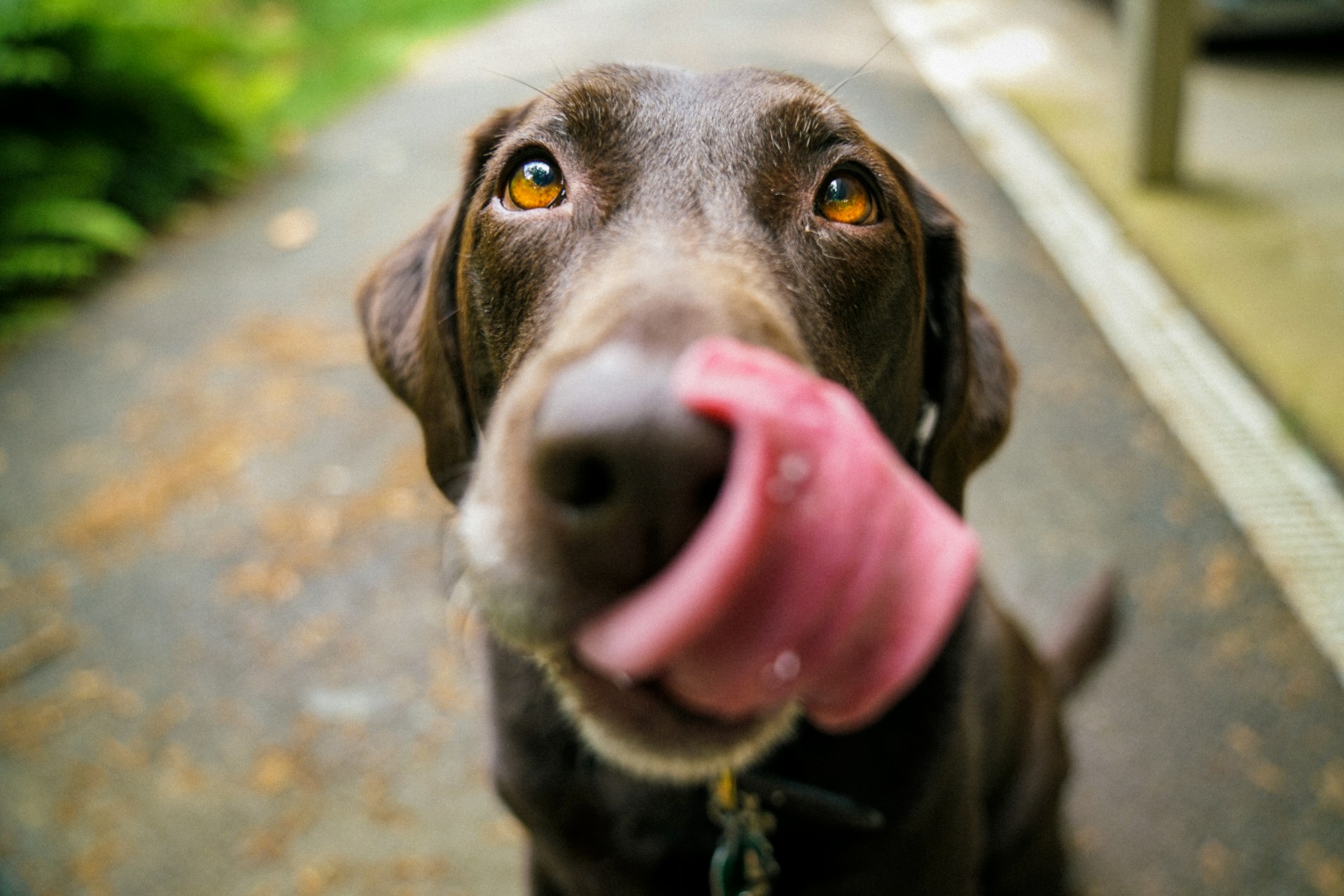 Halitosis in Pets - Beyond "Doggie Breath"