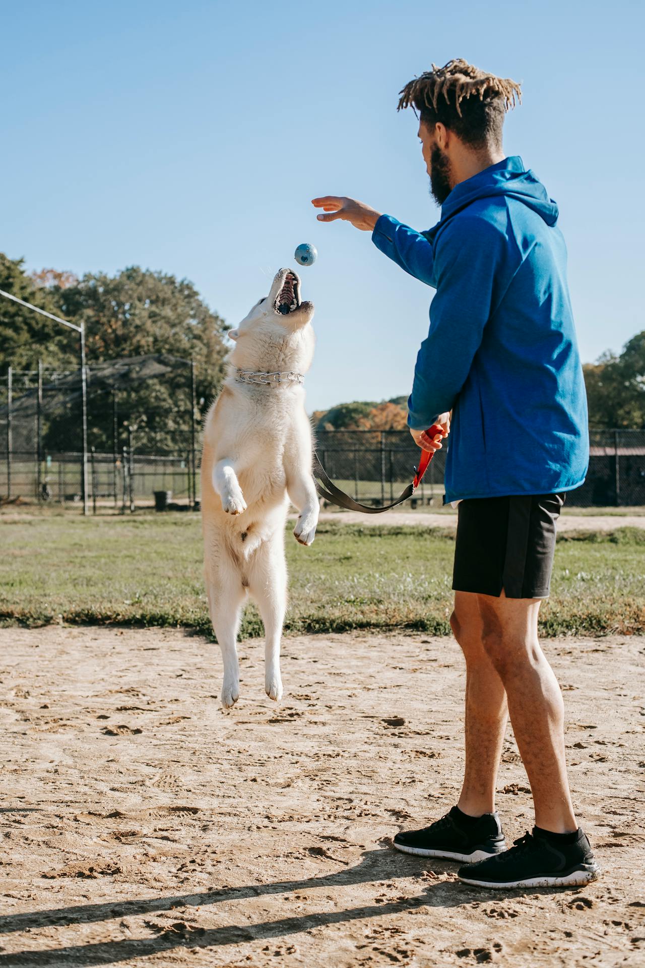 Unleashing Fun - An Awesome Guide to Pet Parks in the USA