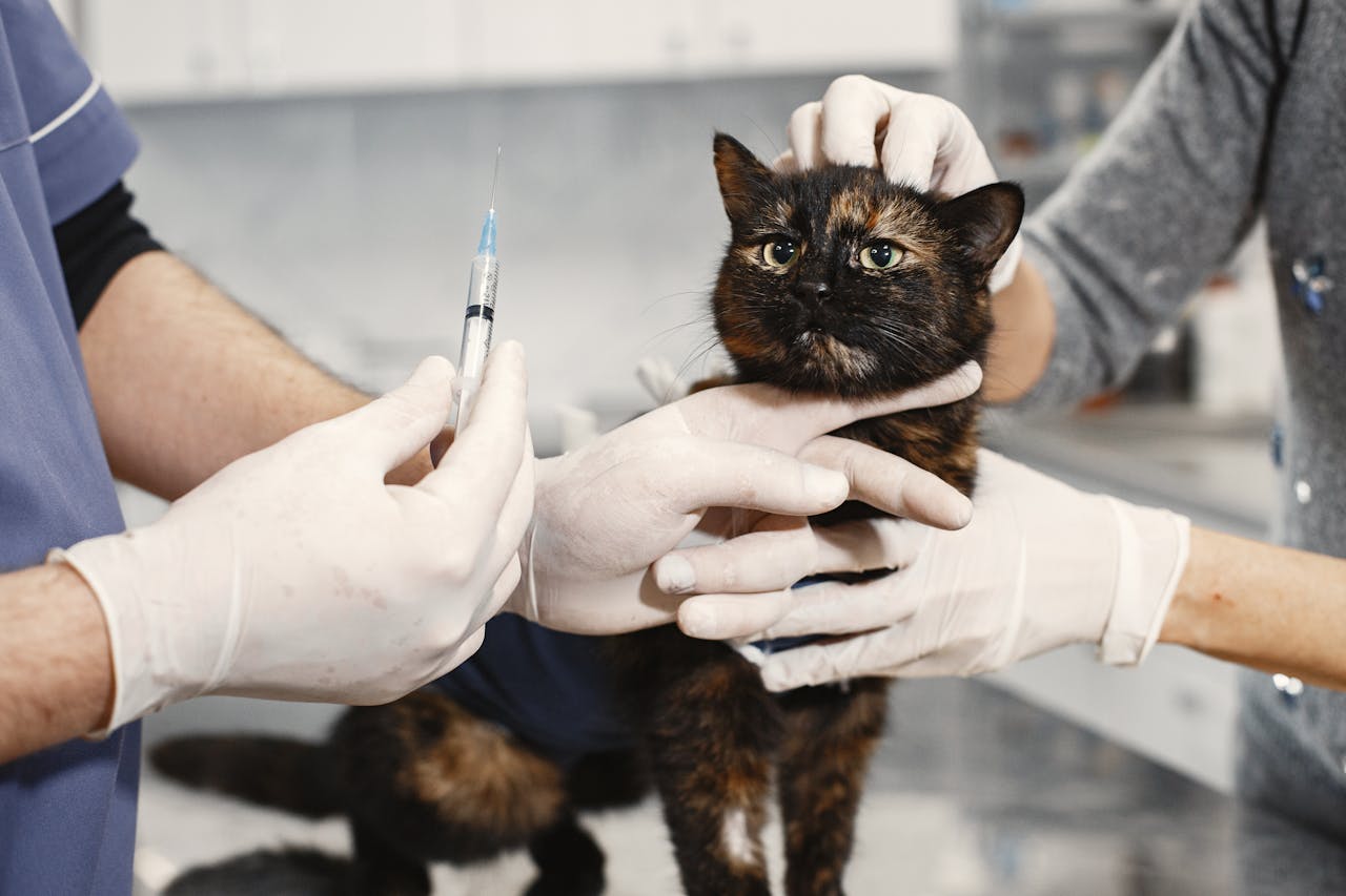 Vaccinations and Parasite Prevention in Cats - The Pillars of Pet Wellness