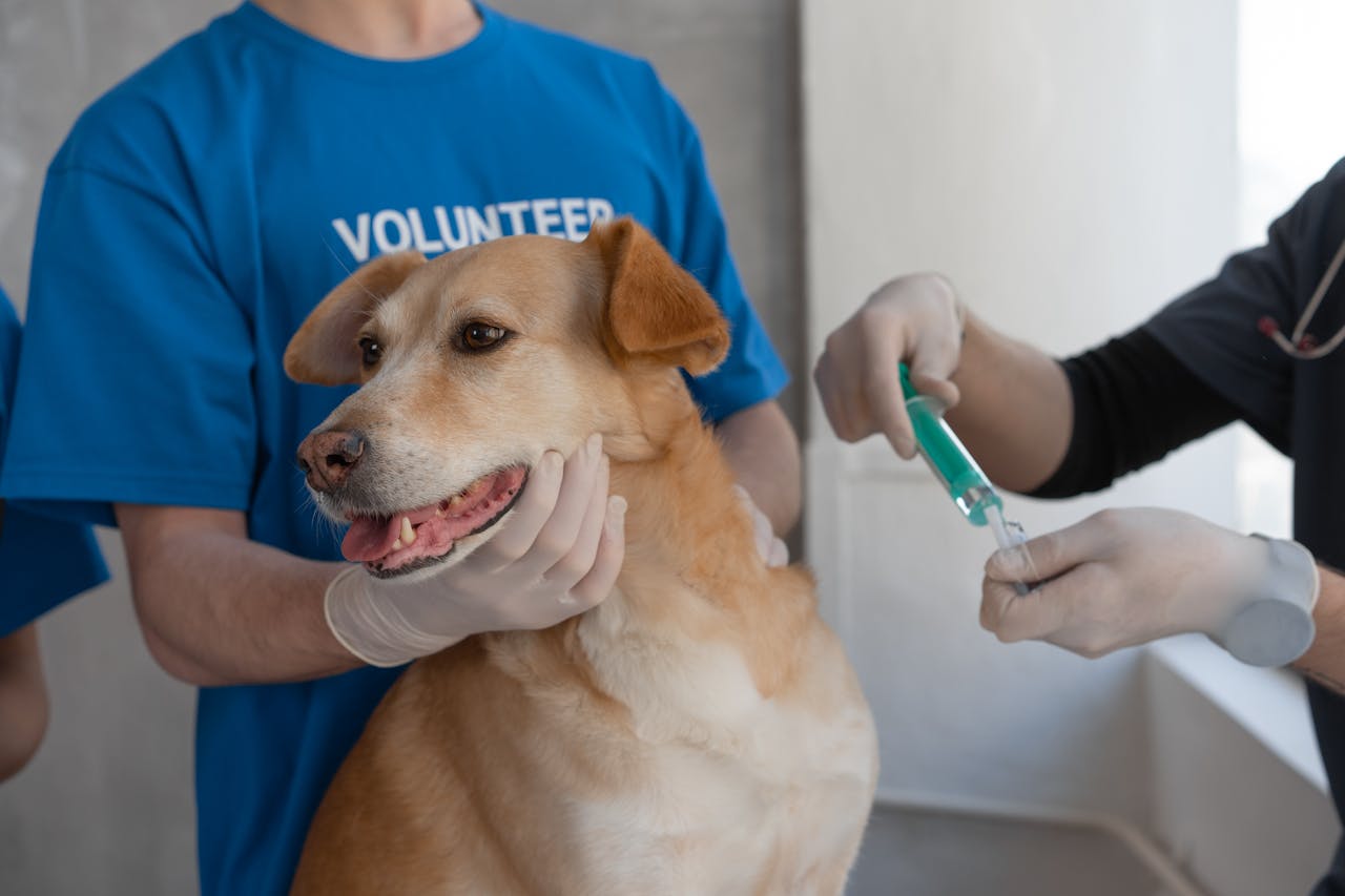 Vaccinations and Parasite Prevention in Dogs - The Pillars of Pet Wellness