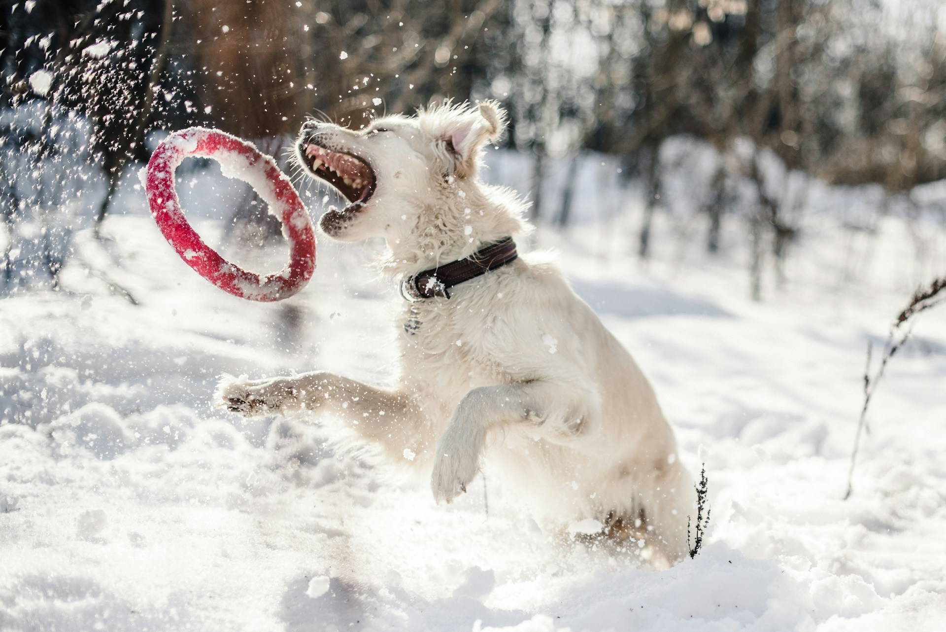 Weather Won't Woof You Down - Fun Activities for Pets All Year Round